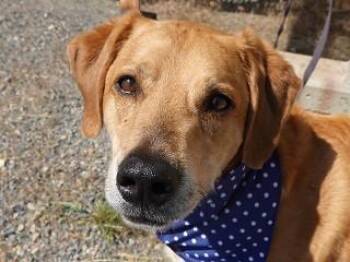 Chance -  Labrador Retriever Dog for Adoption in Butte, Montana - Chance | PetCurious