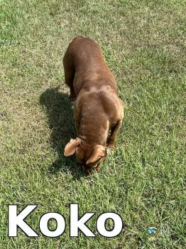 Koko -  Pit Bull Terrier Dog for Adoption in Rocky Mount, North Carolina - Koko | PetCurious