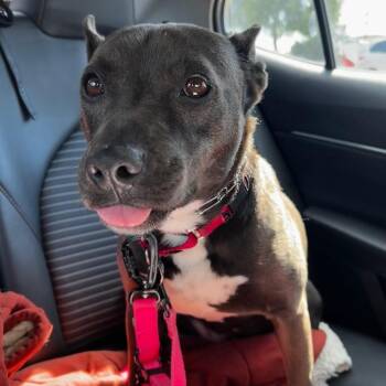 Miriam (reduced rover) -  Terrier and Pit Bull Terrier Dog for Adoption in Abbotsford, British Columbia - Miriam (reduced Rover) | PetCurious