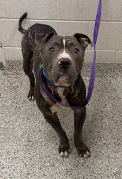 Bryer -  Pit Bull Terrier and Mixed Breed Dog for Adoption in Kansas City, Missouri - Bryer | PetCurious