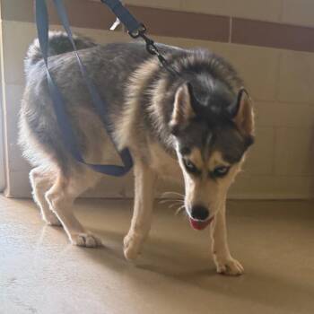 Xena -  Mixed Breed Dog for Adoption in Winston-salem, North Carolina - Xena | PetCurious