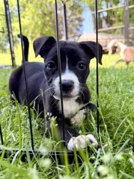 Mixed Breed Dogs Available for Adoption in Wyoming, Michigan - Tansy | PetCurious