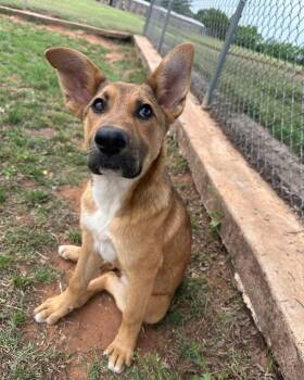 Mixed Breed Dogs Available for Adoption in Guthrie, Oklahoma - Isolde (Foster-to-Adopt) | PetCurious