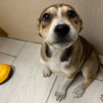 Mixed Breed Dogs Available for Adoption in Lufkin, Texas - Cream | PetCurious