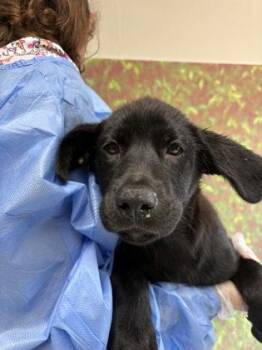 Lady -  Labrador Retriever and Mixed Breed Dog for Adoption in San Antonio, Texas - Lady | PetCurious