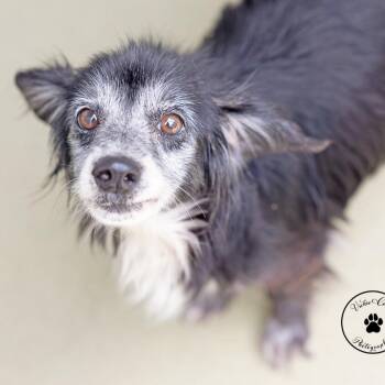 Flea -  Dachshund and Papillon Dog for Adoption in College Station, Texas - Flea | PetCurious