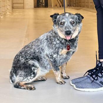 Australian Cattle Dog Blue Heeler Dogs Available for Adoption in Chicago, Illinois - Ashley | PetCurious