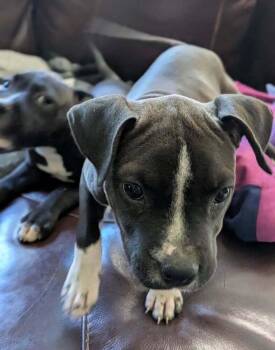 Maggie  (Simpsons 3) -  Pit Bull Terrier and Mixed Breed Dog for Adoption - Maggie  (Simpsons 3) | PetCurious
