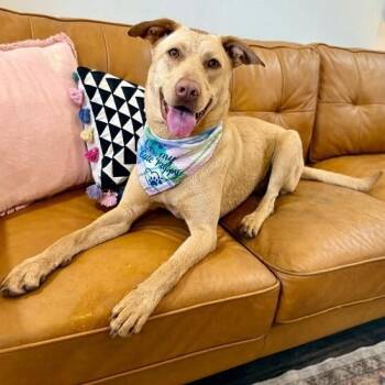 Labrador Retriever and German Shepherd Dog Dogs Available for Adoption in Friendswood, Texas - Sadey Is Pure Sweetness | PetCurious