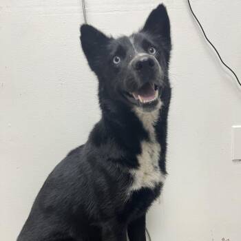 Midnight -  Husky and Border Collie Dog for Adoption in Birmingham, Alabama - Midnight | PetCurious