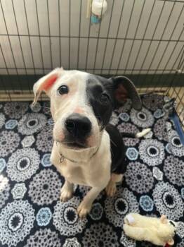 Terrier and Hound Dogs Available for Adoption in Maysville, Kentucky - Ziggy | PetCurious