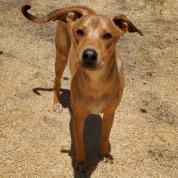 Bandit -  Yellow Labrador Retriever and Pit Bull Terrier Dog for Adoption in Phoenix, Arizona - Bandit | PetCurious