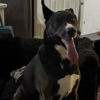 Neji -  Husky and Labrador Retriever Dog for Adoption in Reno, Nevada - Neji | PetCurious