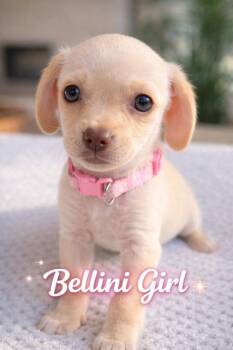 Chihuahua and Terrier Dogs Available for Adoption - Bellini  | PetCurious