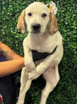 Labrador Retriever and Mixed Breed Dogs Available for Adoption in El Paso, Texas - 60798027 | PetCurious