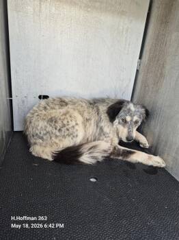 Australian Cattle Dog Blue Heeler Dogs Available for Adoption in San Antonio, Texas - BONITA | PetCurious