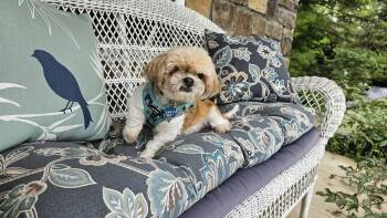Bridgett - ARR -  Shih Tzu Dog for Adoption in Pataskala, Ohio - Bridgett - ARR | PetCurious