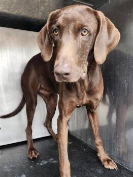 LEOPOLD -  Weimaraner Dog for Adoption in San Antonio, Texas - LEOPOLD | PetCurious