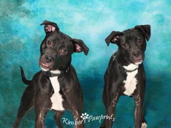 Labrador Retriever and Mixed Breed Dogs Available for Adoption - SHY | PetCurious