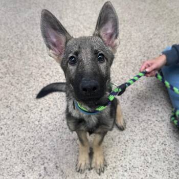 Caterina -  German Shepherd Dog Dog for Adoption in Philadelphia, Pennsylvania - Caterina | PetCurious