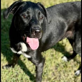 Labrador Retriever Dogs Available for Adoption - Athena | PetCurious
