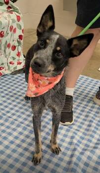 London -  Australian Cattle Dog Blue Heeler Dog for Adoption in Lakewood Ranch, Florida - London | PetCurious