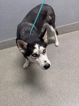 SAPPHIRE -  Siberian Husky Dog for Adoption in Las Vegas, Nevada - SAPPHIRE | PetCurious