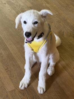 Spidey -  Mixed Breed Dog for Adoption in Waunakee, Wisconsin - Spidey | PetCurious