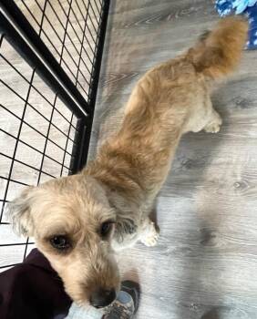 Golden Retriever and Poodle Dogs Available for Adoption in Thompson Falls, Montana - Brundy | PetCurious