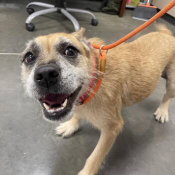 Sweety -  Schnauzer Dog for Adoption in Houston, Texas - Sweety | PetCurious