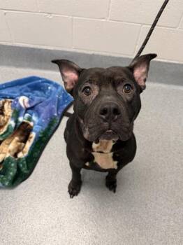 KOBE -  Boxer and American Bulldog Dog for Adoption in Indianapolis, Indiana - KOBE | PetCurious