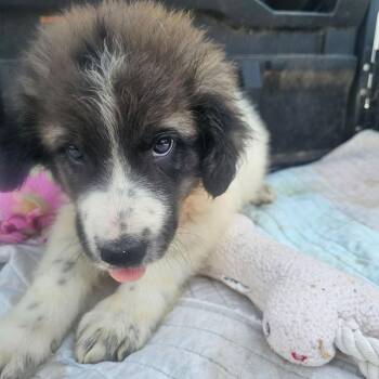 Anatolian Shepherd and Australian Shepherd Dogs Available for Adoption in Wadena, Minnesota - Souffle | PetCurious