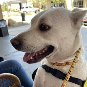 Macy -  Mixed Breed Dog for Adoption in Chino Valley, Arizona - Macy | PetCurious