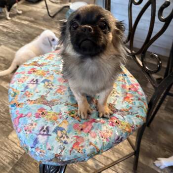 Nubly Sawyer -  Pekingese and Shih Tzu Dog for Adoption in Oklahoma City, Oklahoma - Nubly Sawyer | PetCurious