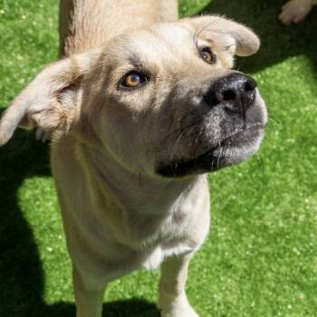 Rescue Shepherd Dogs for Adoption in Santa Monica, California - Shady | PetCurious