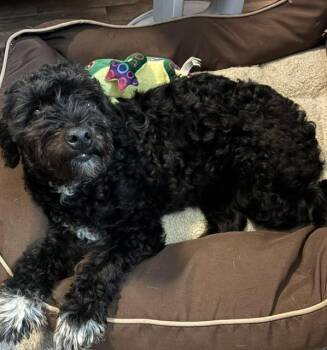 Cleo -  Miniature Poodle Dog for Adoption in Sudbury, Massachusetts - Cleo | PetCurious