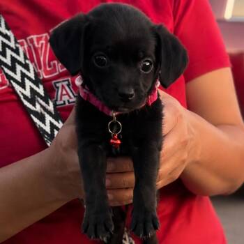 Vani -  Chihuahua Dog for Adoption in Tucson, Arizona - Vani | PetCurious