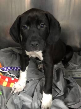Star -  Labrador Retriever Dog for Adoption in Parma, Ohio - Star | PetCurious