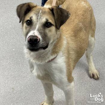 Shepherd Dogs Available for Adoption in Washington, District Of Columbia - Draven | PetCurious