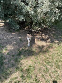 CARSON -  Pit Bull Terrier and Shepherd Dog for Adoption in Broomfield, Colorado - CARSON | PetCurious