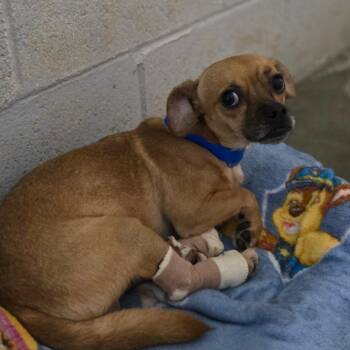 Chihuahua and Pug Dogs Available for Adoption in San Jacinto, California - Poncho | PetCurious