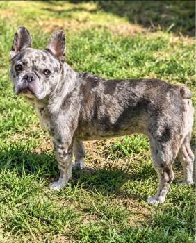 OPAL -  French Bulldog Dog for Adoption in Social Circle, Georgia - OPAL | PetCurious