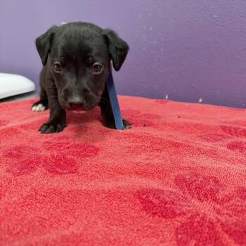 Bo -  Mixed Breed Dog for Adoption in Englewood, Florida - Bo | PetCurious
