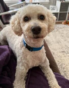 Poodle and Schnauzer Dogs Available for Adoption - NICO | PetCurious