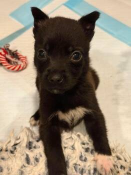 Hennessy -  Border Collie Dog for Adoption in Lodi, California - Hennessy | PetCurious