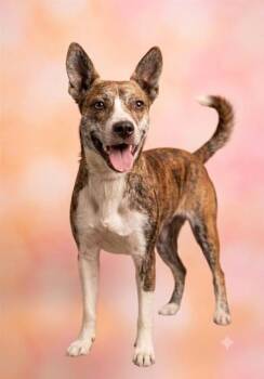 BUMBLEBEEZ -  Mixed Breed Dog for Adoption in Jacksonville, Florida - BUMBLEBEEZ | PetCurious