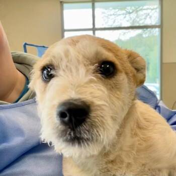 Australian Cattle Dog Blue Heeler Dogs Available for Adoption - Pop Rocks | PetCurious