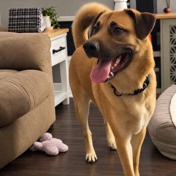 Bleu -  Mixed Breed Dog for Adoption in Rochester, Minnesota - Bleu | PetCurious