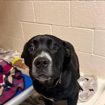 Mixed Breed Dogs Available for Adoption in Port Townsend, Washington - Dakota | PetCurious