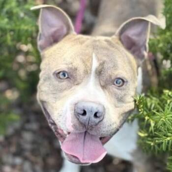 Terrier Dogs Available for Adoption in Syracuse, New York - Russell | PetCurious